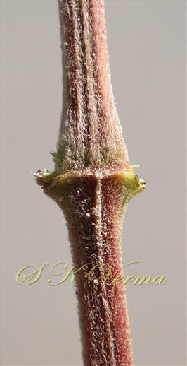  Stem Node
